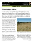 Capulin Volcano NM PionJuniper Habitat